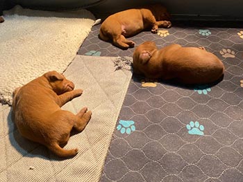 honor point vizslas  kade rumor puppies