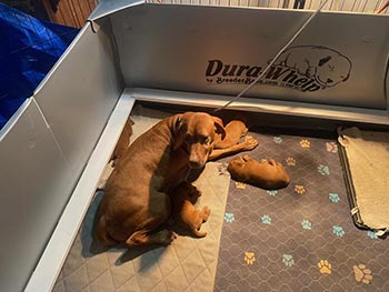 honor point vizslas  kade rumor puppies