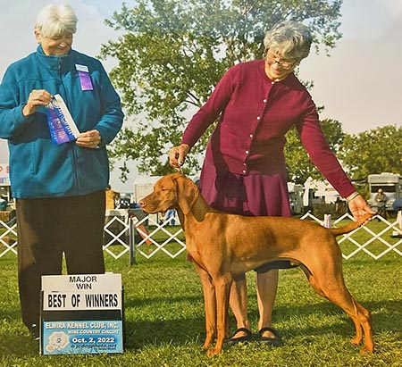 honor point vizsla sire kade